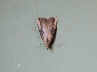 Hop Vine Moth